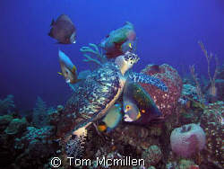 Diving in Roatan Honduras I came across this Turtle feedi... by Tom Mcmillen 